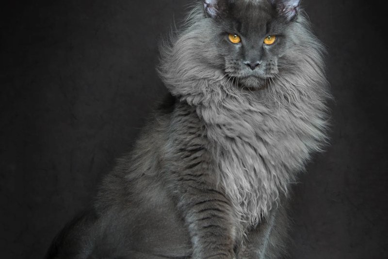 Một số hình ảnh mèo Maine Coon 3