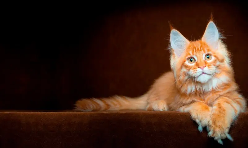 Một số hình ảnh mèo Maine Coon 5