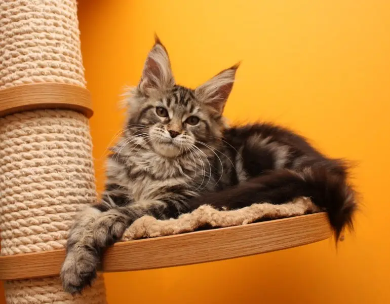 Một số hình ảnh mèo Maine Coon 6