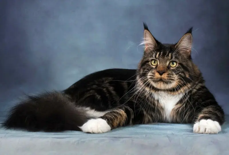 Một số hình ảnh mèo Maine Coon 7