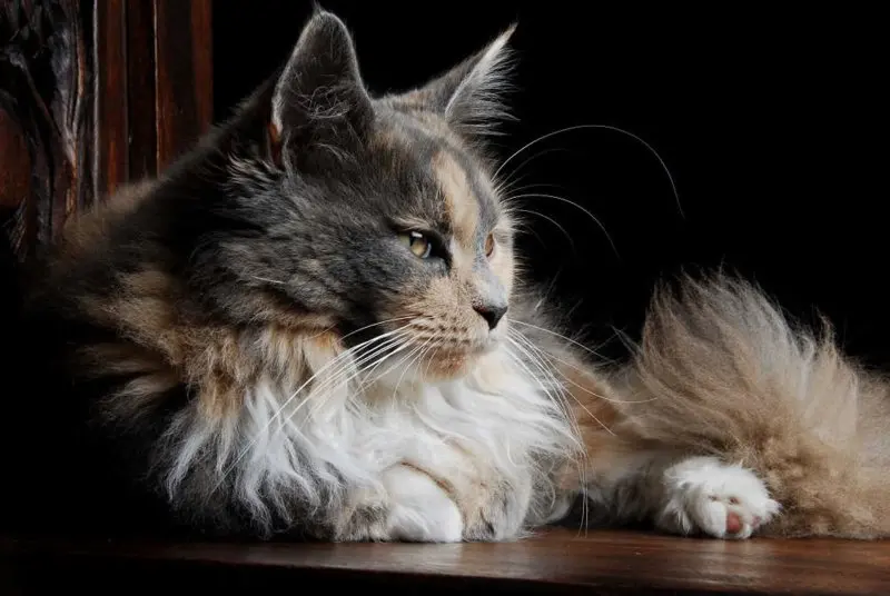 Một số hình ảnh mèo Maine Coon 8