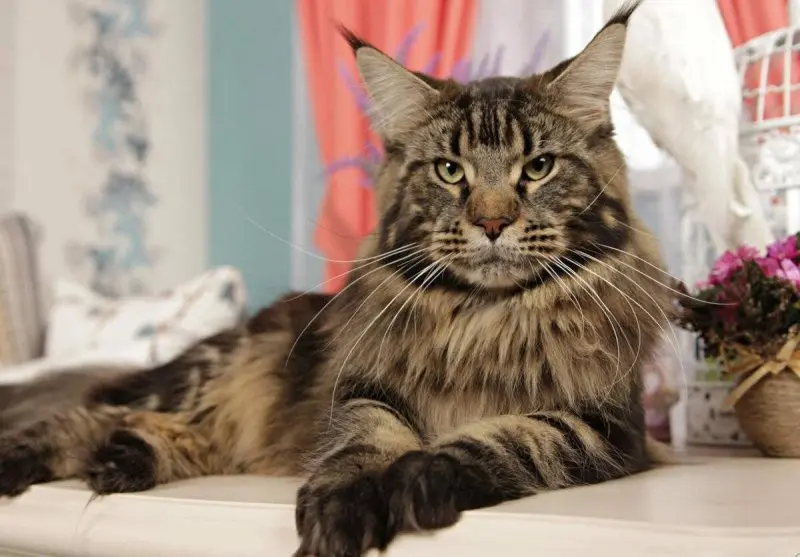 Một số hình ảnh mèo Maine Coon 9