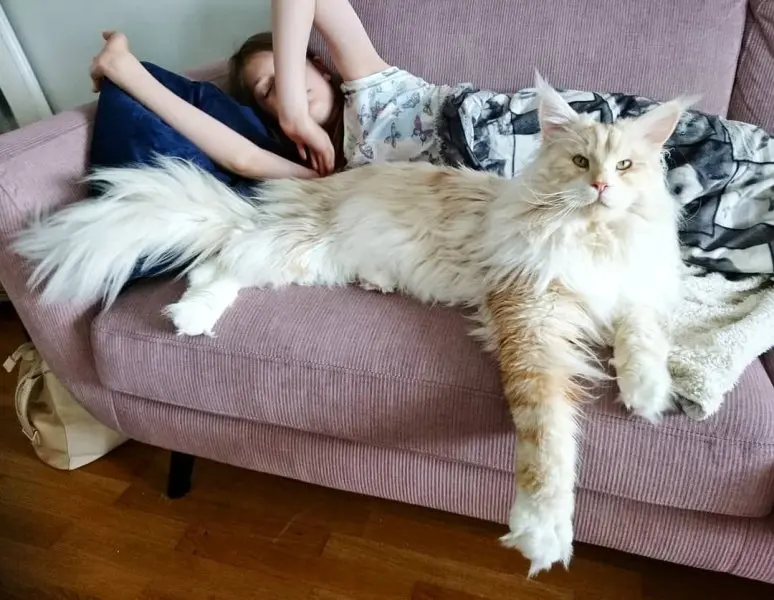 Một số hình ảnh mèo Maine Coon 10