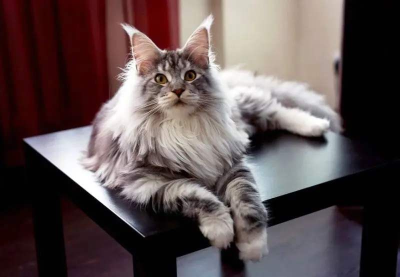 Một số hình ảnh mèo Maine Coon 13