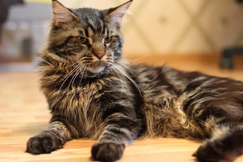 Một số hình ảnh mèo Maine Coon 14