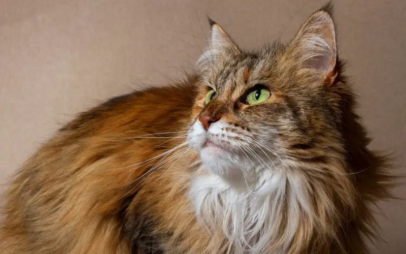 Một số hình ảnh mèo Maine Coon 15