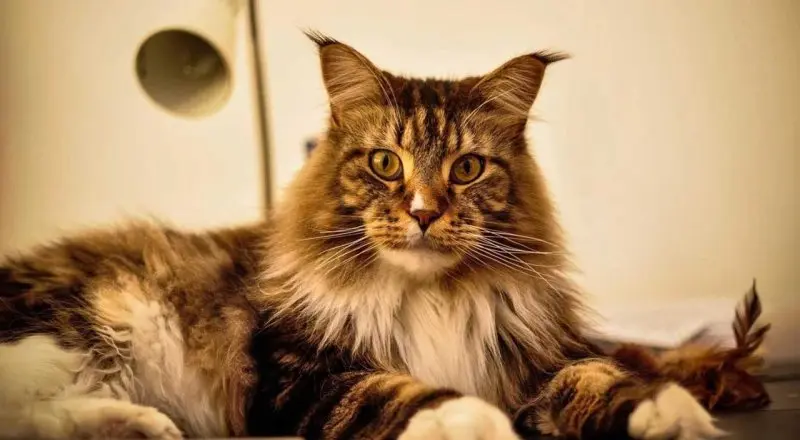 Một số hình ảnh mèo Maine Coon 16