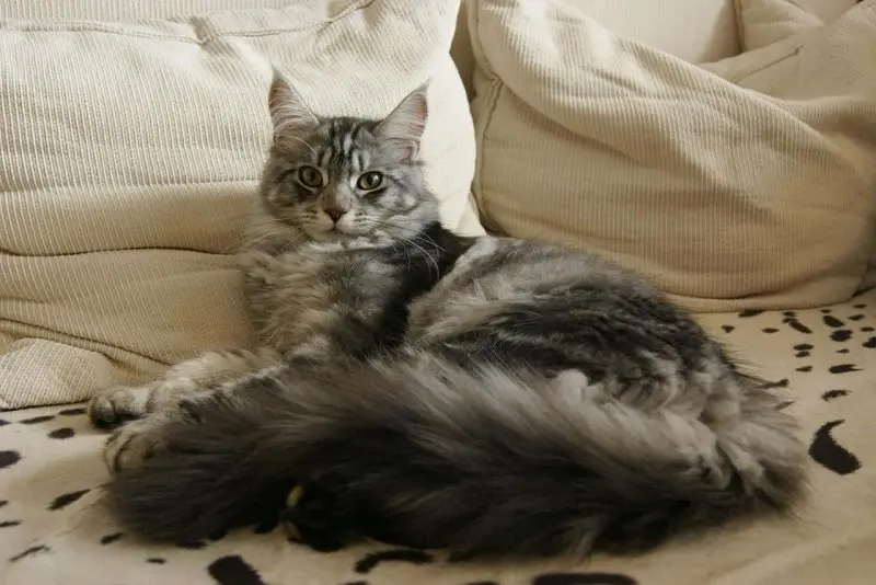 Một số hình ảnh mèo Maine Coon 17