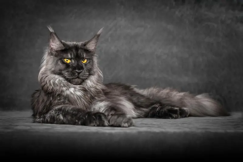 Một số hình ảnh mèo Maine Coon 19