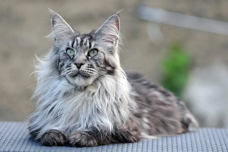 Một số hình ảnh mèo Maine Coon 20