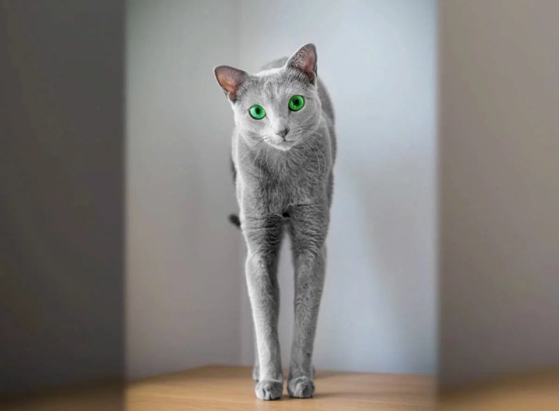 Đặc điểm của mèo Nga lông ngắn (Russian Blue) 1