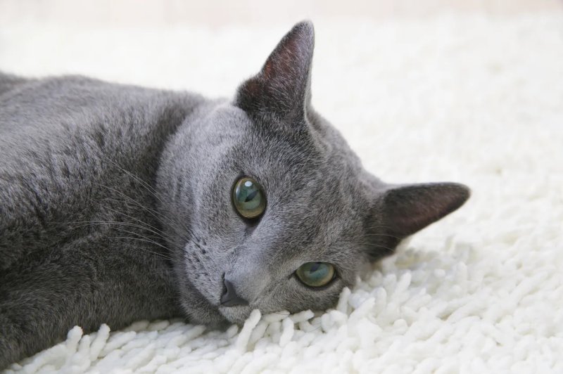 Đặc điểm của mèo Nga lông ngắn (Russian Blue) 3