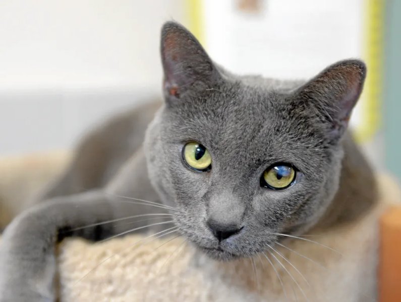 Cách chăm sóc mèo Nga lông ngắn (Russian Blue) 2