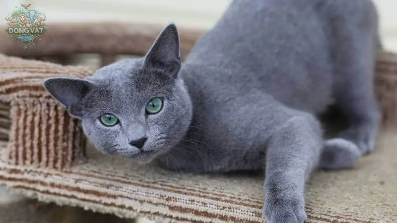 Nguồn gốc của mèo Nga lông ngắn (Russian Blue)