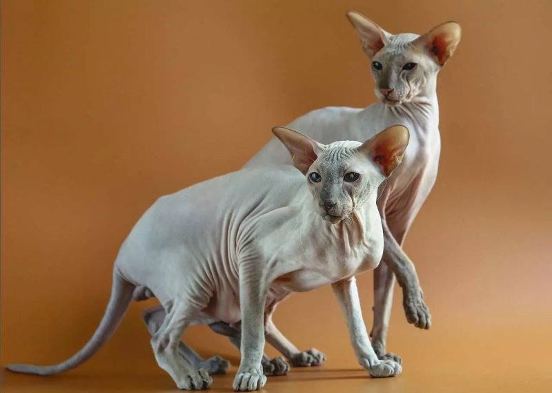 Nguồn gốc của mèo Peterbald