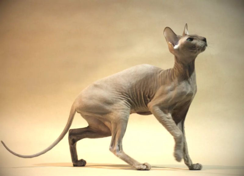 Đặc điểm của mèo Peterbald 2