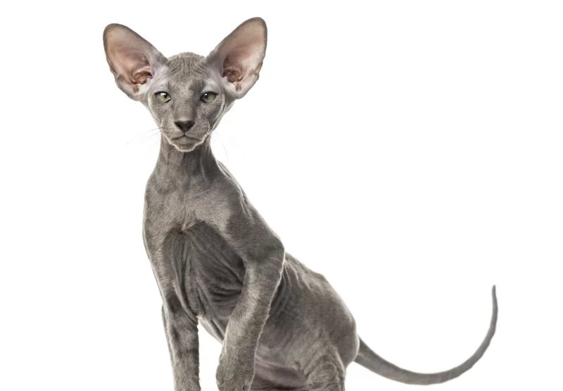 Sức khỏe, độ tuổi trung bình của mèo Peterbald