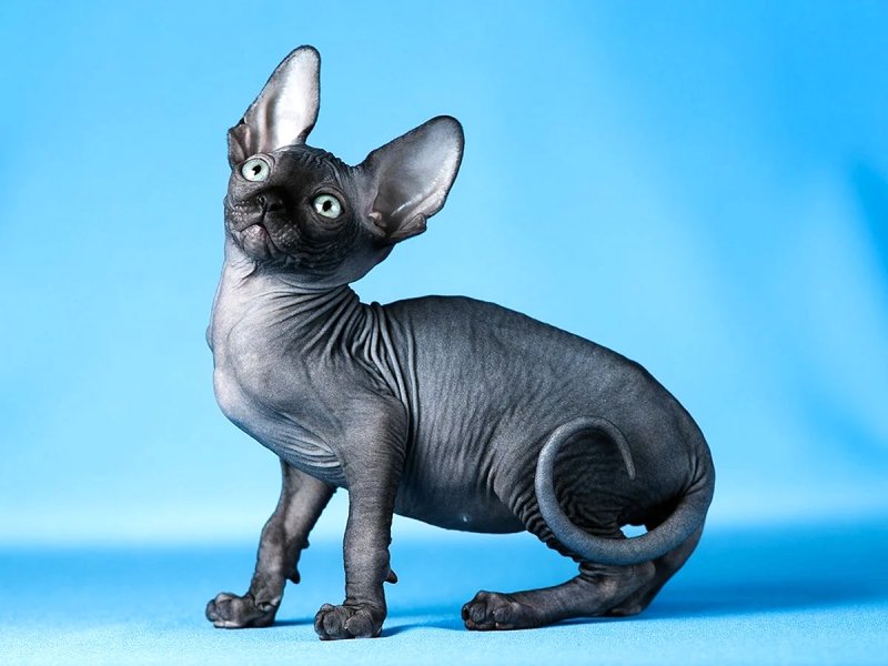 Một số hình ảnh mèo Peterbald 2