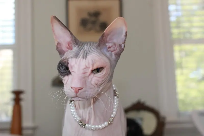 Một số hình ảnh mèo Peterbald 4