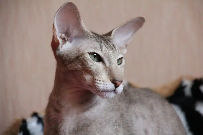 Một số hình ảnh mèo Peterbald 5