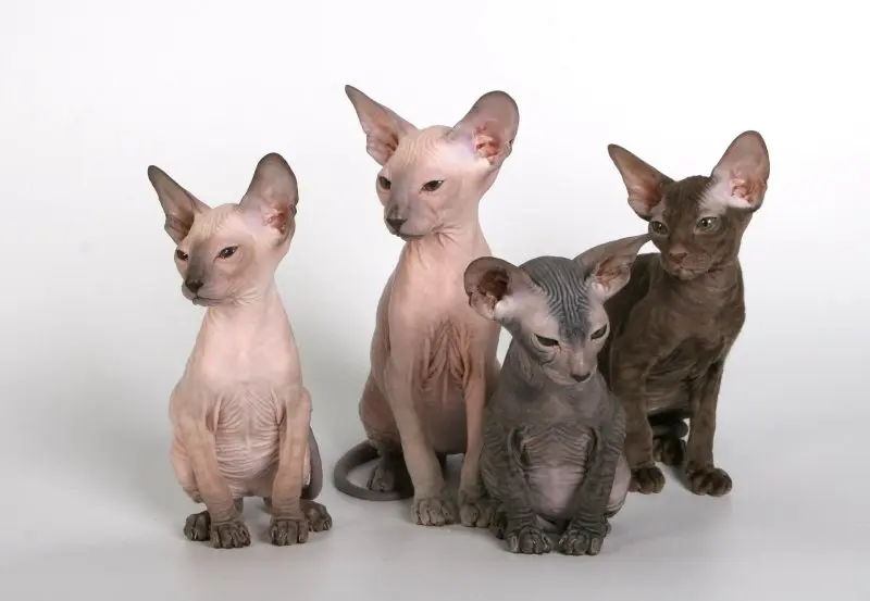 Một số hình ảnh mèo Peterbald 6