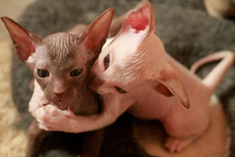 Một số hình ảnh mèo Peterbald 8