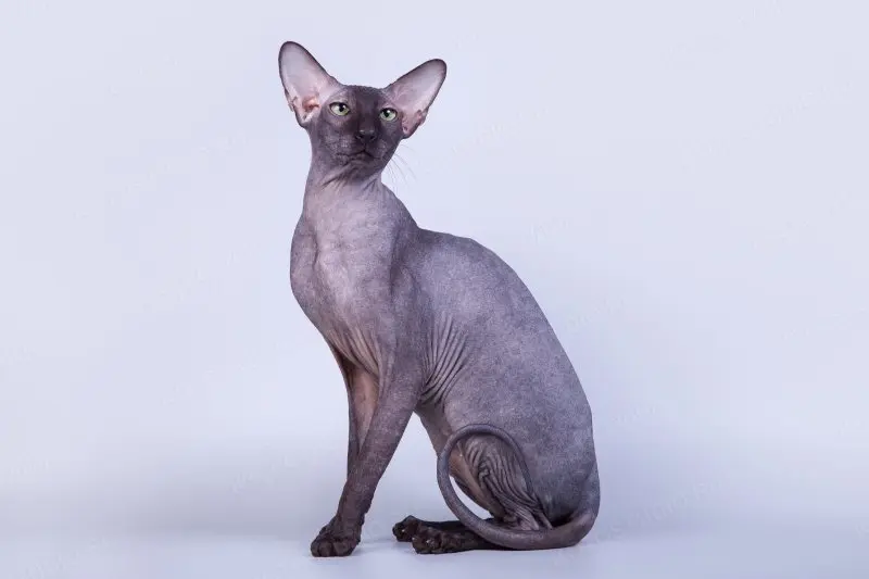 Một số hình ảnh mèo Peterbald 10