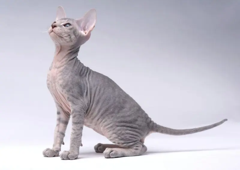 Một số hình ảnh mèo Peterbald 11