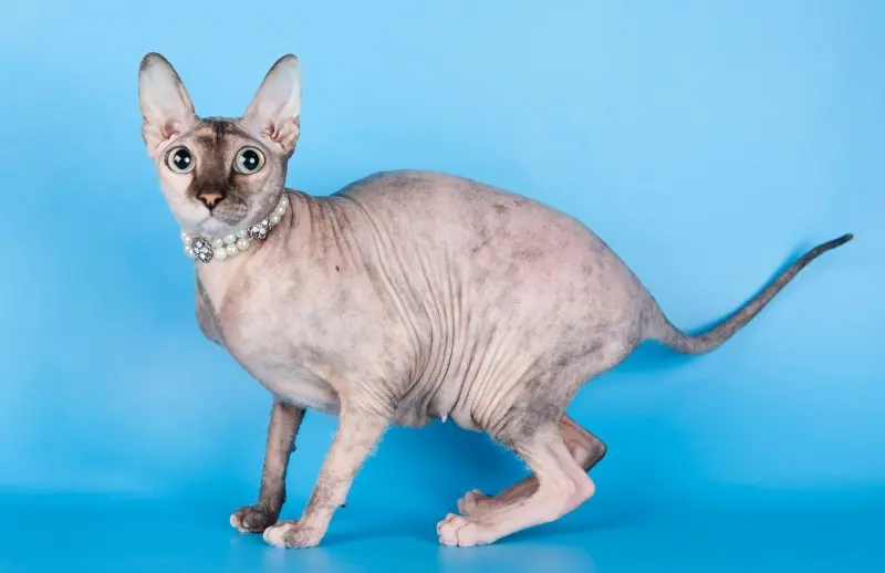 Một số hình ảnh mèo Peterbald 13