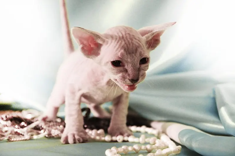 Một số hình ảnh mèo Peterbald 14