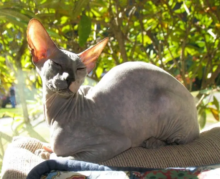 Một số hình ảnh mèo Peterbald 15