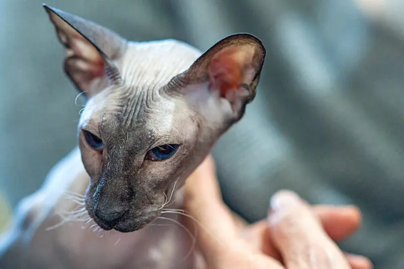 Một số hình ảnh mèo Peterbald 16