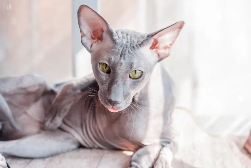 Một số hình ảnh mèo Peterbald 17