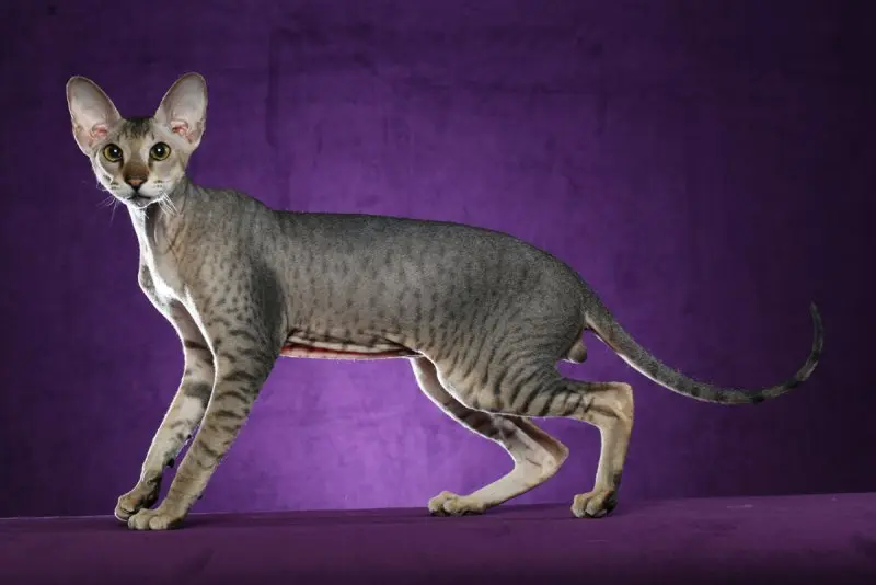 Một số hình ảnh mèo Peterbald 18