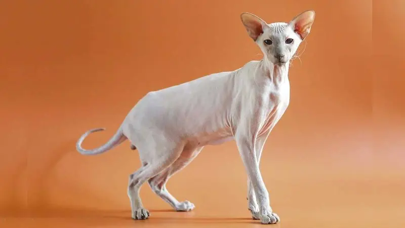 Một số hình ảnh mèo Peterbald 19