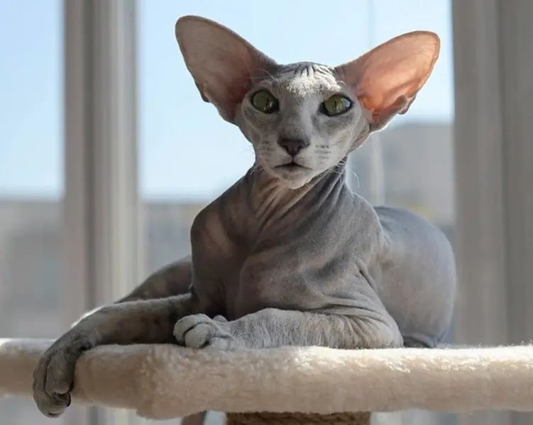 Một số hình ảnh mèo Peterbald 20