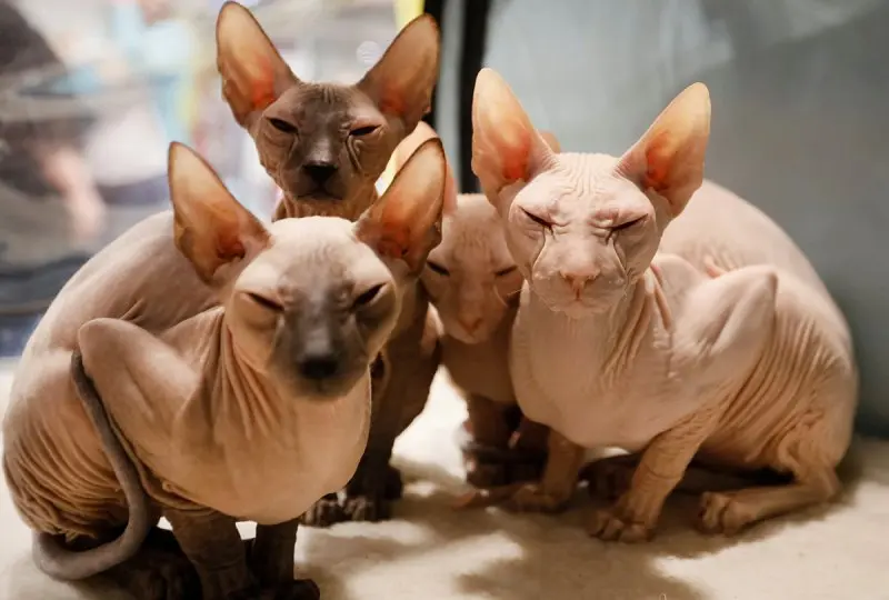 Một số hình ảnh mèo Peterbald 21