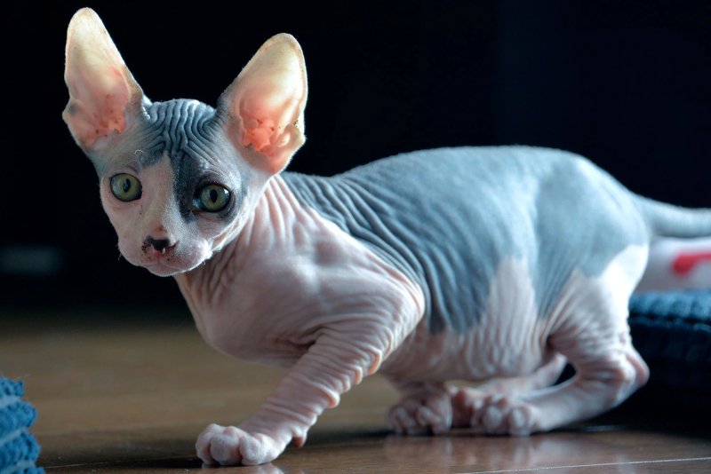 Đặc điểm của mèo Sphynx 2