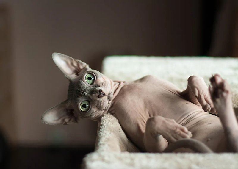 Một số bệnh thường gặp ở mèo Sphynx