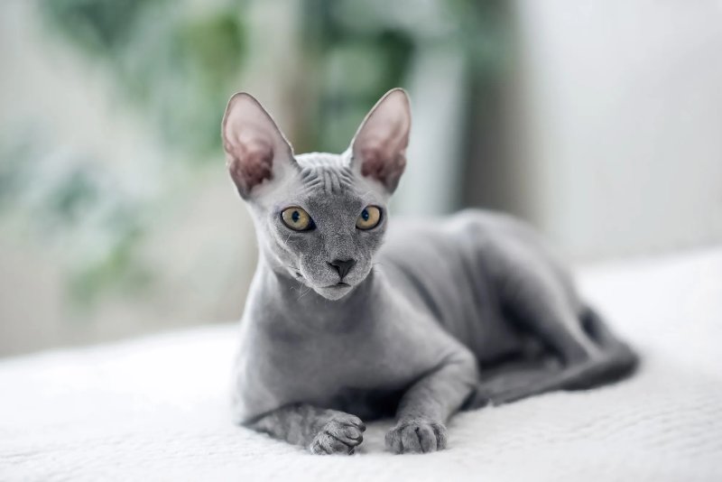 Một số hình ảnh mèo Sphynx độc đáo 1