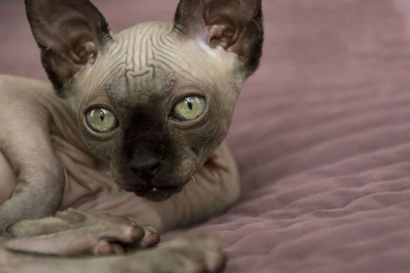 Một số hình ảnh mèo Sphynx độc đáo 3