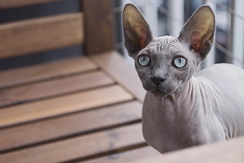 Một số hình ảnh mèo Sphynx độc đáo 5