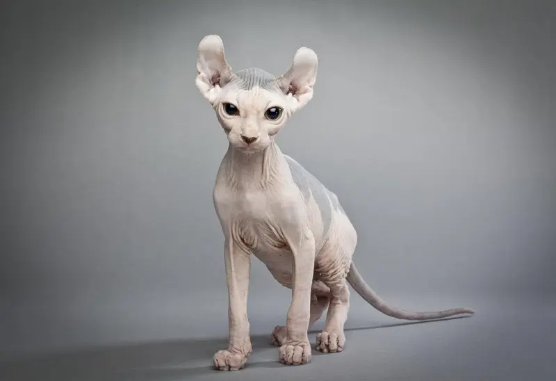 Một số hình ảnh mèo Sphynx độc đáo 7