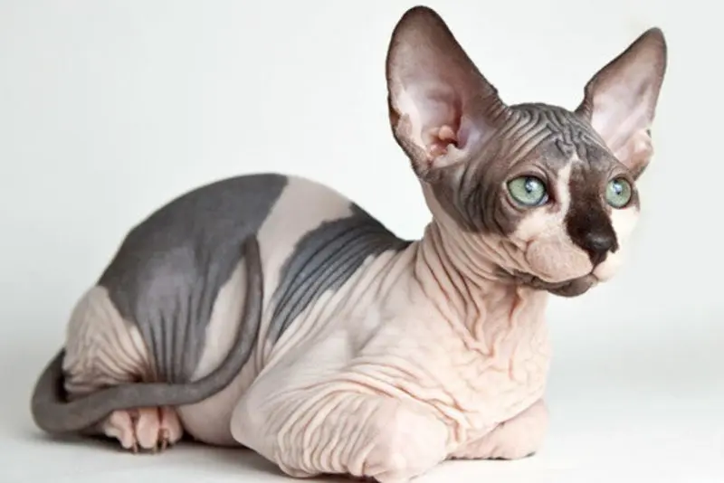 Một số hình ảnh mèo Sphynx độc đáo 9