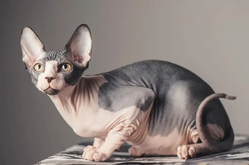 Một số hình ảnh mèo Sphynx độc đáo 10