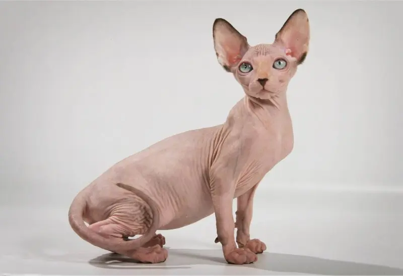 Một số hình ảnh mèo Sphynx độc đáo 13