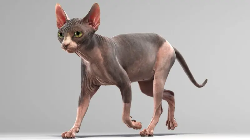 Một số hình ảnh mèo Sphynx độc đáo 15