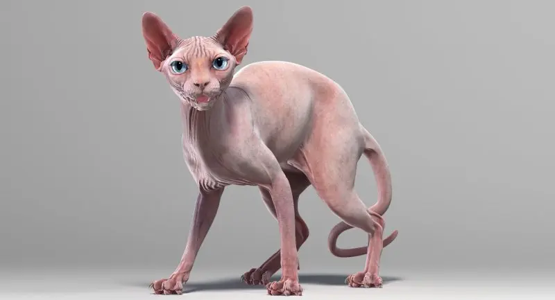 Một số hình ảnh mèo Sphynx độc đáo 17