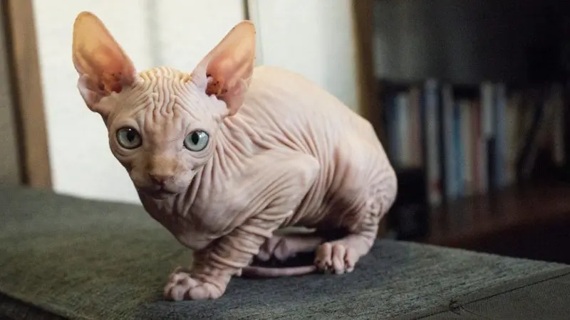 Một số hình ảnh mèo Sphynx độc đáo 18