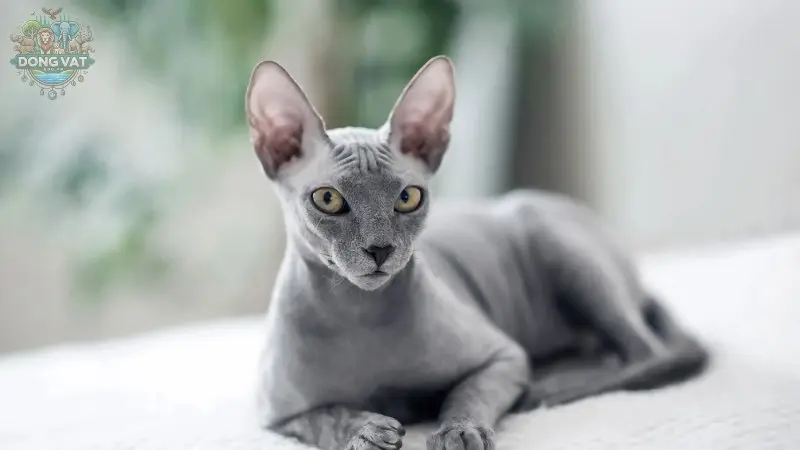 Nguồn gốc của mèo Sphynx